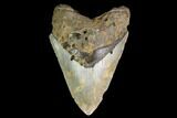 Fossil Megalodon Tooth - North Carolina #147541-1